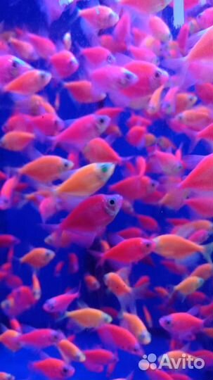 Аквариумные рыбки (любые виды в наличии)