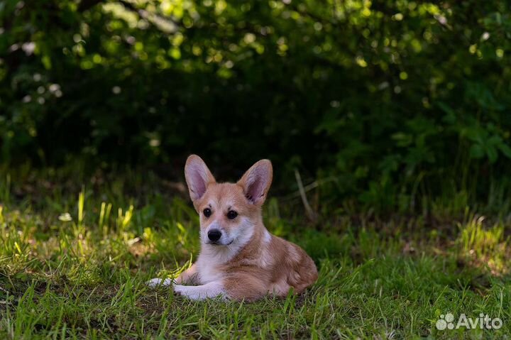Щенки Вельш корги пемброк