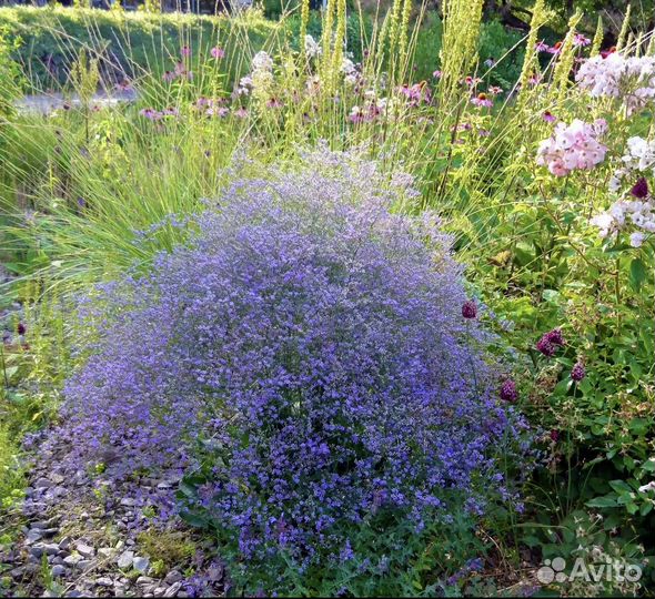 Кермек татарский голубой