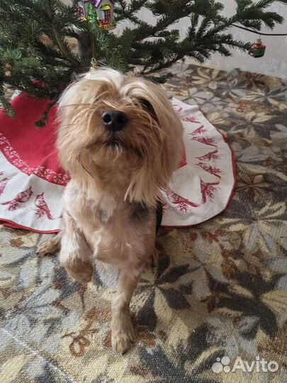 Йоркширский терьер