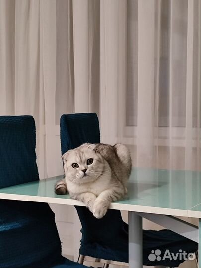 Кот в добрые руки