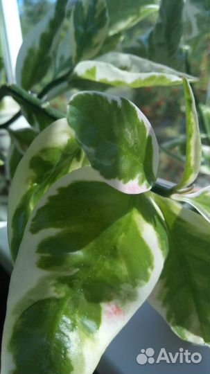 Комнатные цветы