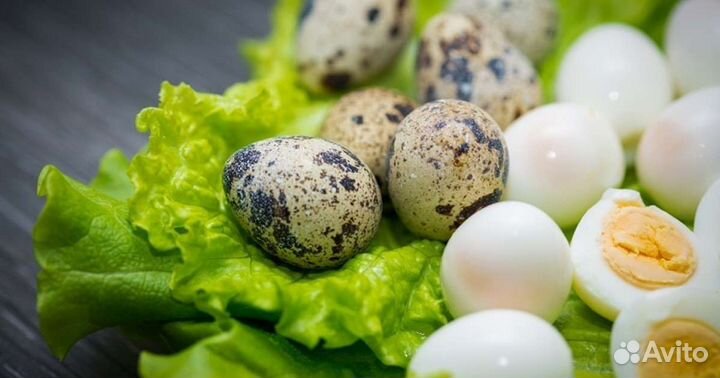 Куриное, перепелиное индюшиное яйцо