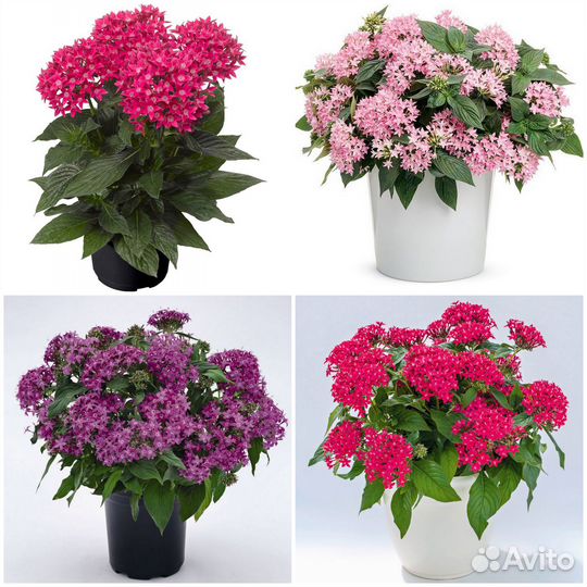 Пентаса семена, по почте