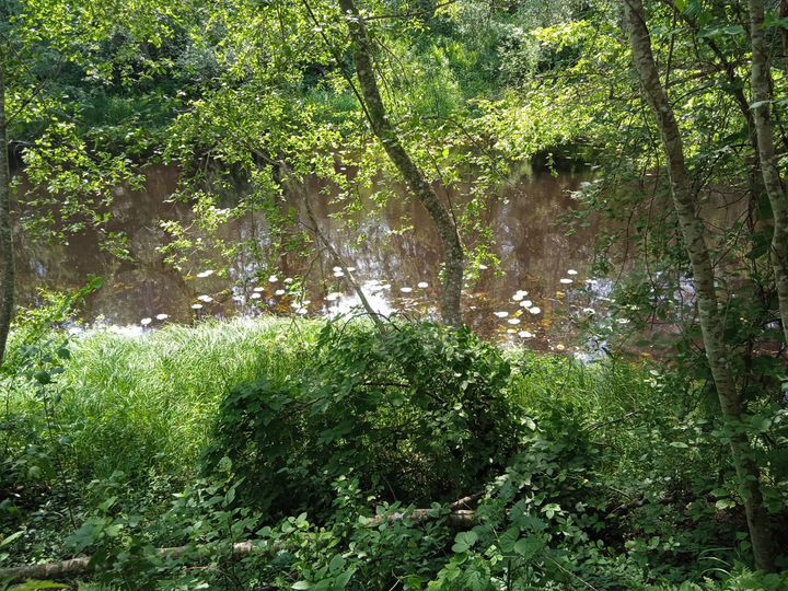 Участок 2,1 га (СНТ, ДНП)