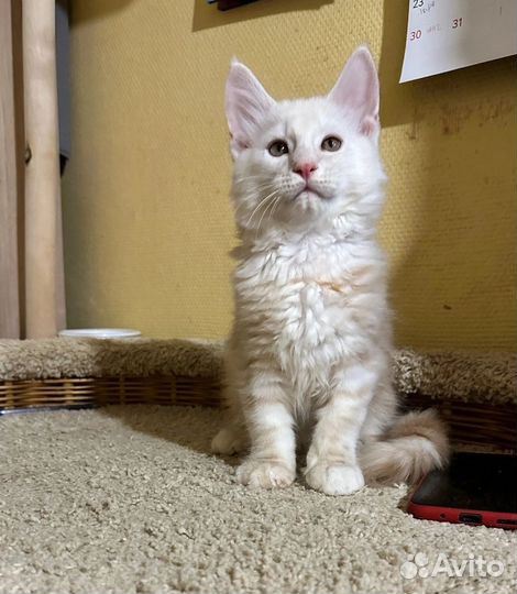 Котик мейн-кун