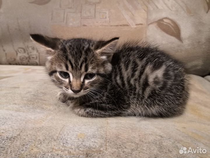 Отдам котят