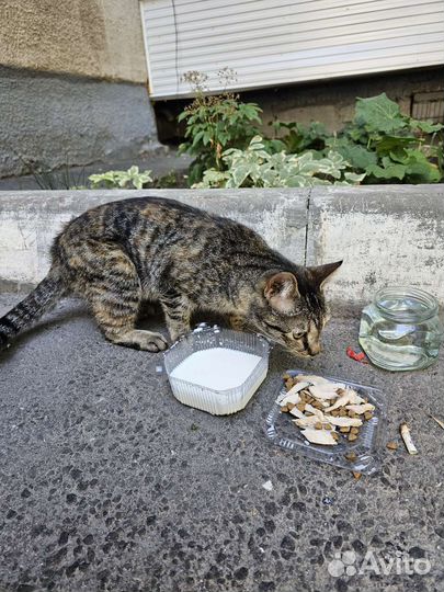 Кот в добрые руки