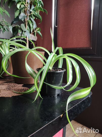 Хлорофитум