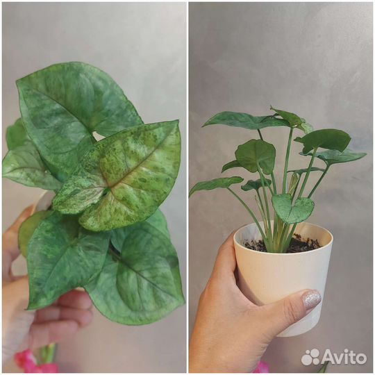 Сингониумы