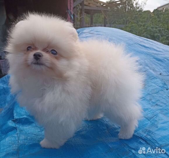 Померанский шпиц медвежьего типа