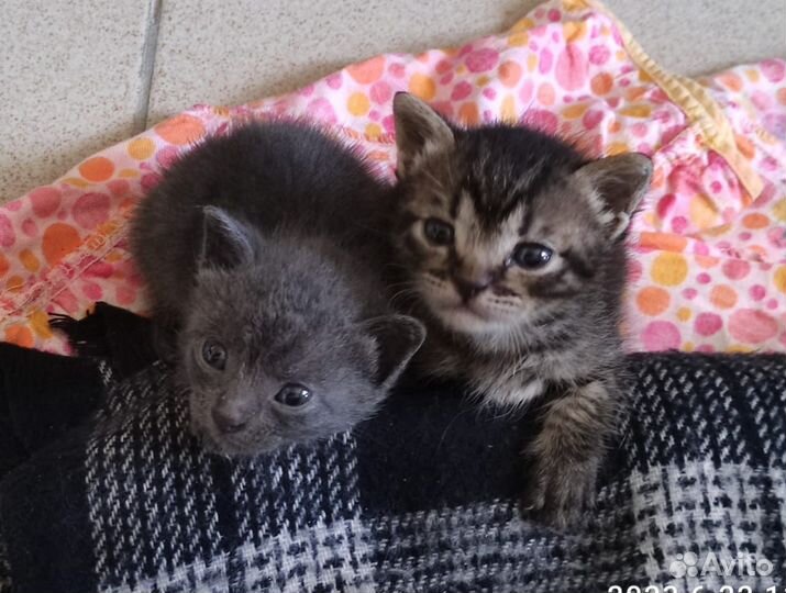 Котята в добрые руки