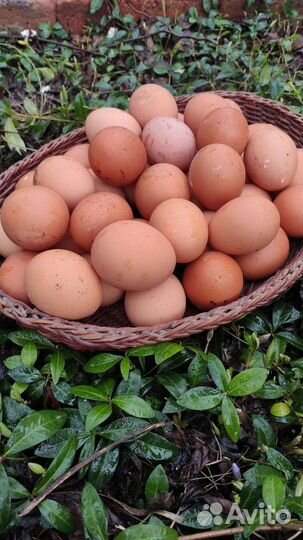 Домашние яйца