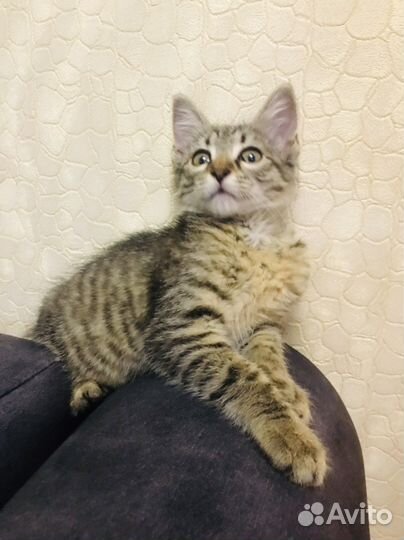 Котик в добрые руки