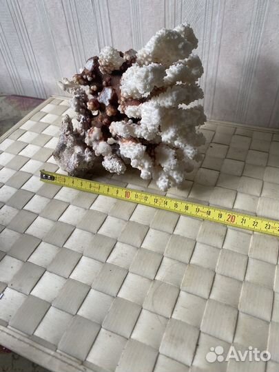 Морские кораллы