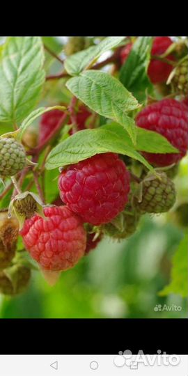 Саженцы Сортовой малины