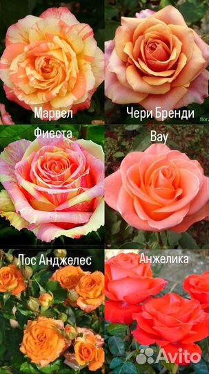 Роза на высадку