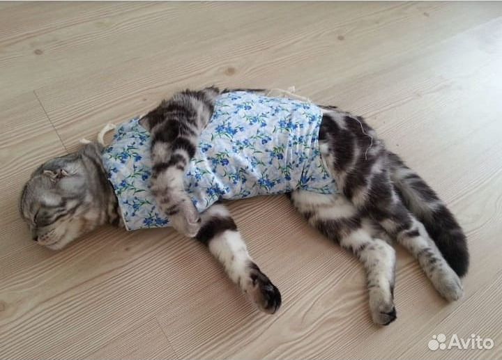 Стерилизация/кастрация кошек на дому