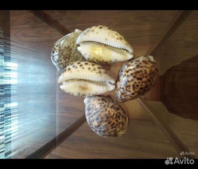 Ракушки Египет