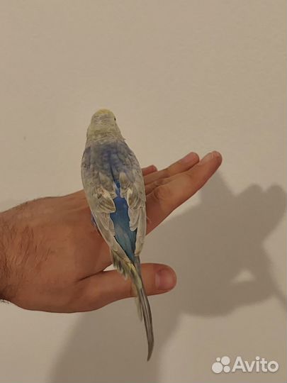 Попугаи ручные радужные чехи волнистые цирковые