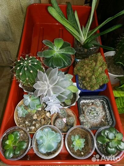 Суккуленты