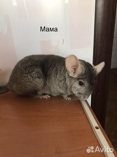 Семья шиншилл