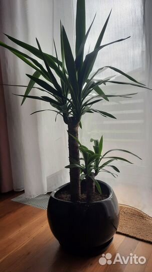 Пальма юкка (2 ствола)