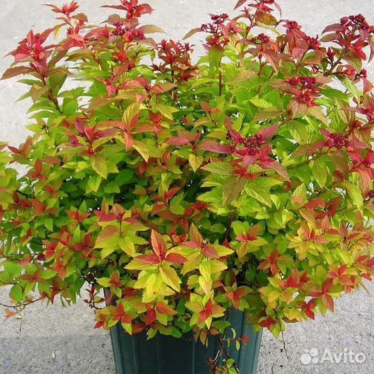 Спирея японская