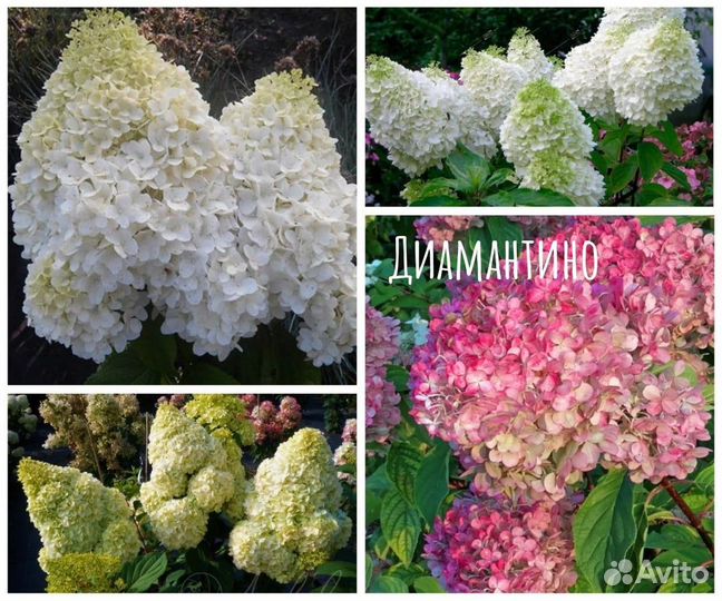 Самые красивые гортензии