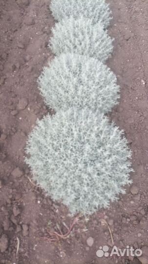 Саженцы Сантолина серебряная зеленая 30см доставка