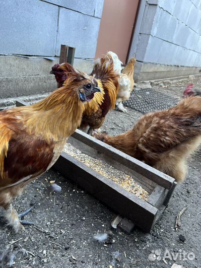 Петушки шелковые породистые 2 шт