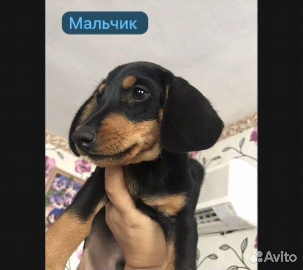 Собаки щенки таксы