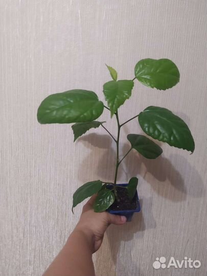 Розан махровый