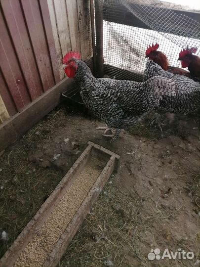 Продаётся петушок. Мех. Кукушка