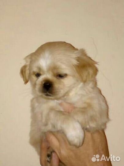 Щенки пикинеса