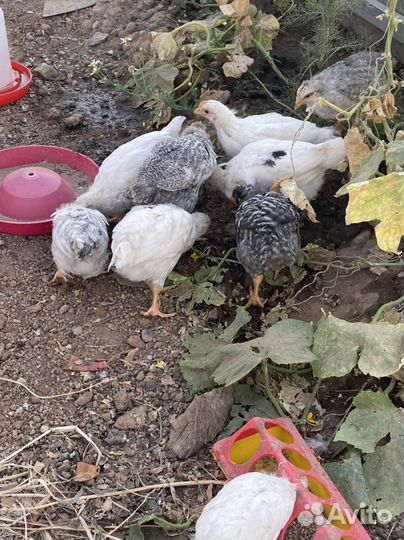 Цыплята несушки, доминанты