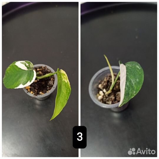 Эпипремнум пиннатум вайт