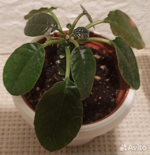 Альбука, дорстения, крестовник, Монадениум