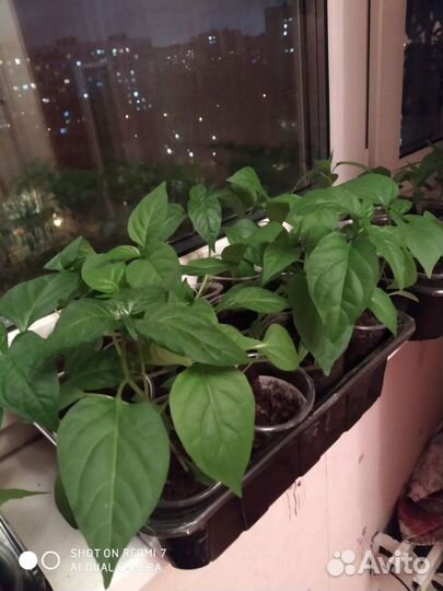 Продаю рассаду томатов и перцев