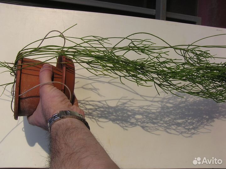 Рипсалисы - лесные кактусы