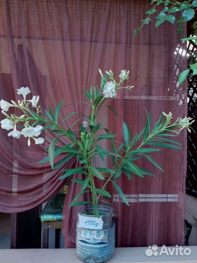 Олеандр махровый