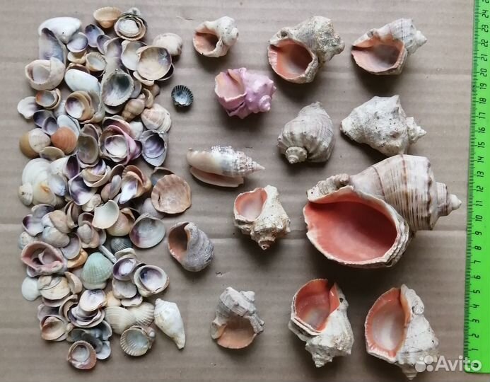Ракушки для декора, поделок