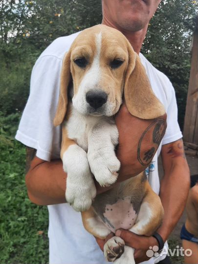 Щенки бигль