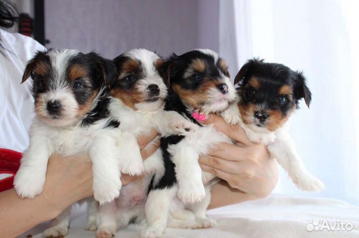 Девочки красавицы