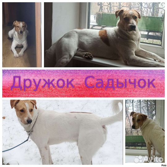 Собака для фотосессии