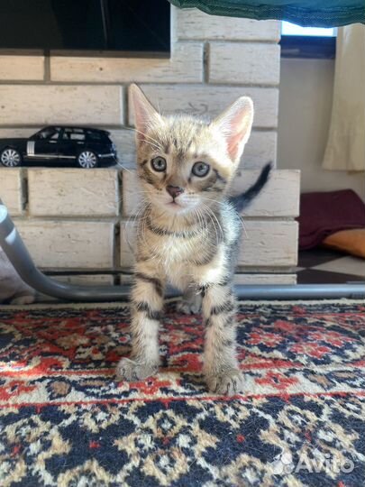 Отдам котят