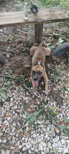 Кабель ищет девочку для вязки