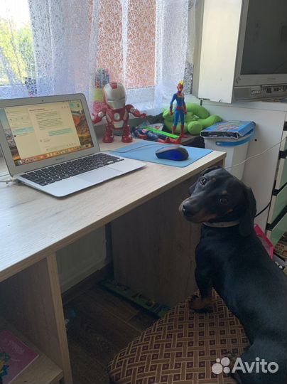 Вязка кобель такса