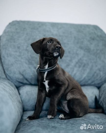 Щенок(метис лабрадор девочка) в добрые руки