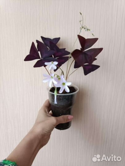 Кислица-бабочки зелёные